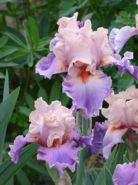 Discovered Treasure Bearded Iris  main item image 