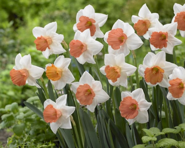Chromacolor Narcissus  main item image 