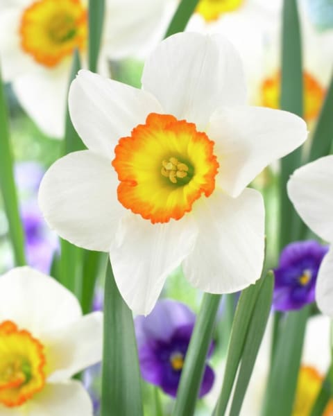 Flower Record