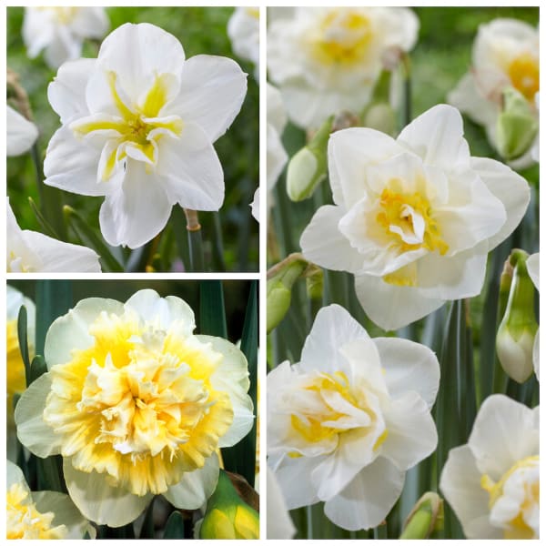 Fedco’s Mellow Yellows Collection