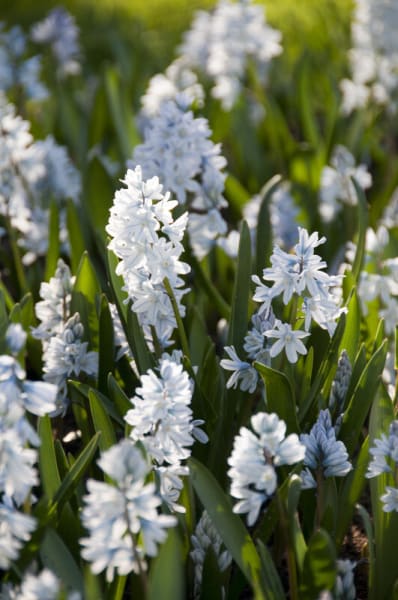 Striped Squill