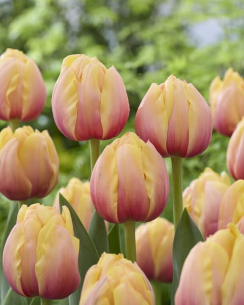 Voltage Tulip  main item image 