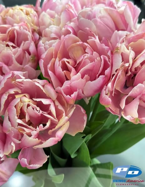 Pink Star Tulip  main item image 