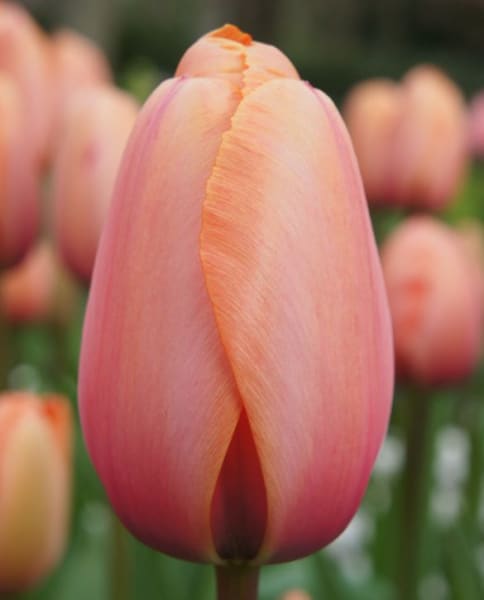 Apricot Impression