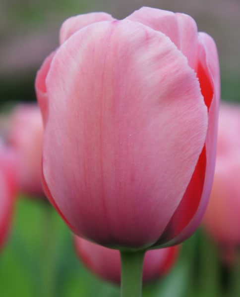 Pink Impression