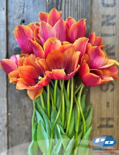Louvre Orange Tulip  main item image 
