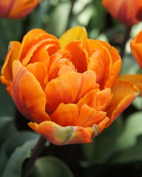 Orange Princess