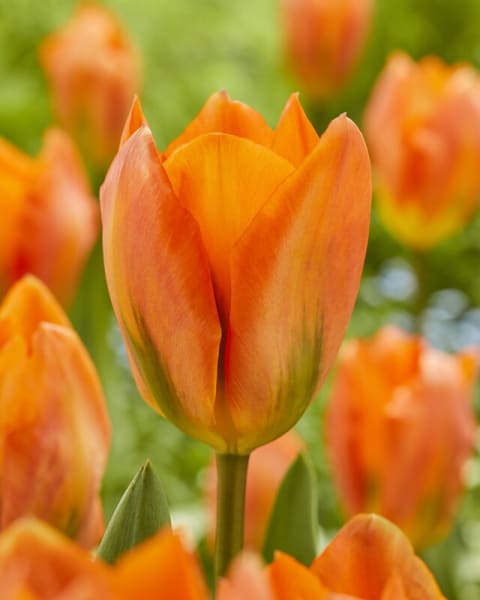 Orange Emperor