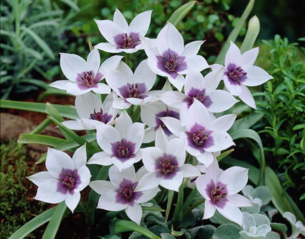 Tulipa Alba Coerulea Oculata