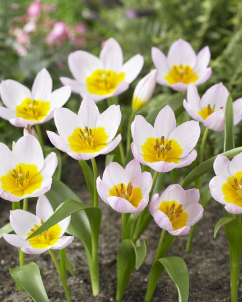 Lilac Wonder Tulipa  main item image 