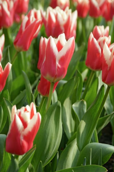 Van Tubergen's Variety