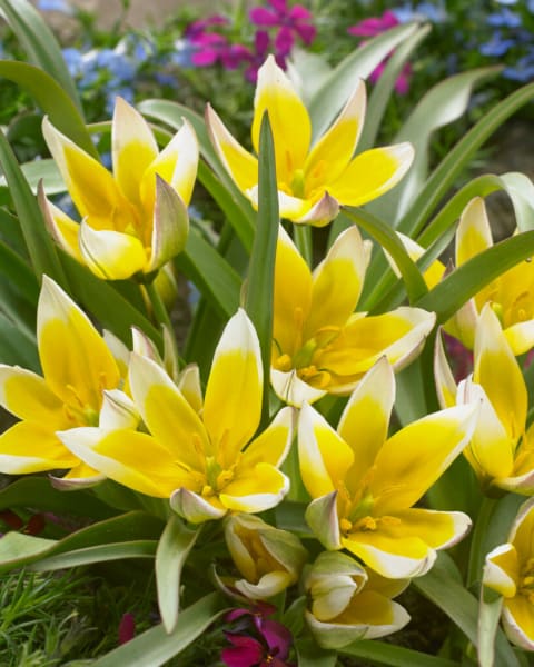 <em>Tulipa tarda</em>