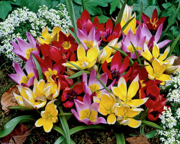 Little Stars Species Tulip Mix