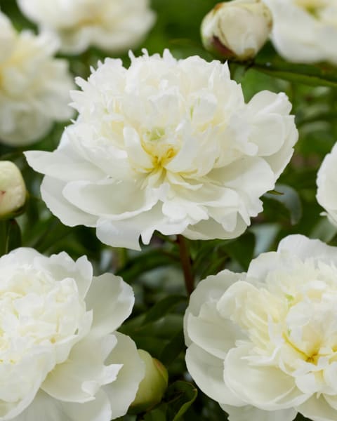 Duchesse de Nemours Peony  main item image 