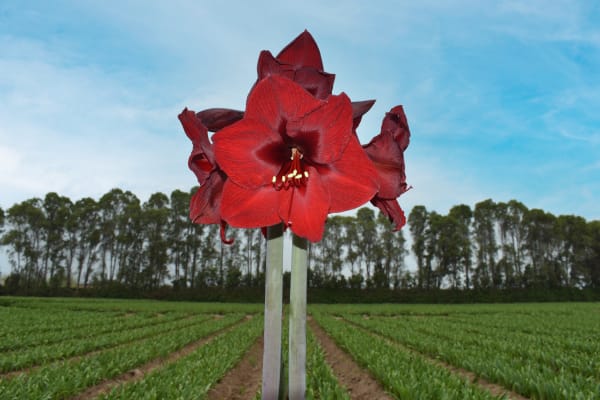 Andes Fire Amaryllis  main item image 