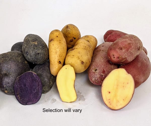 Fantastic Fingerlings Collection