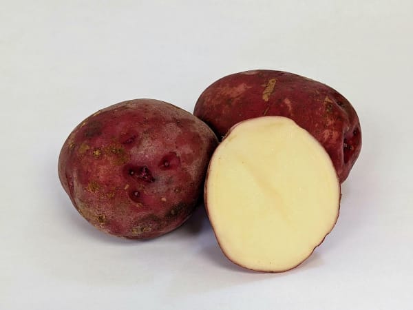 Dark Red Norland OG 2 lbs