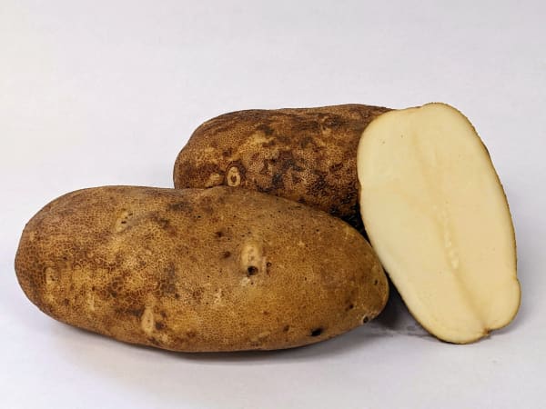 Caribou Russet PVP OG 2 lbs