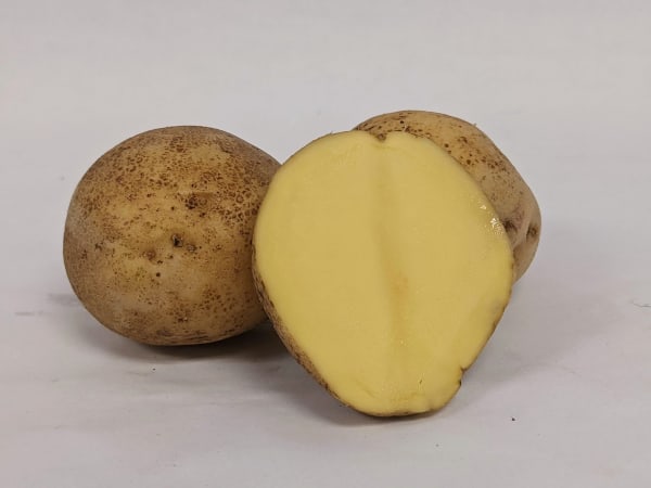 Yukon Gem PVP 2 lbs