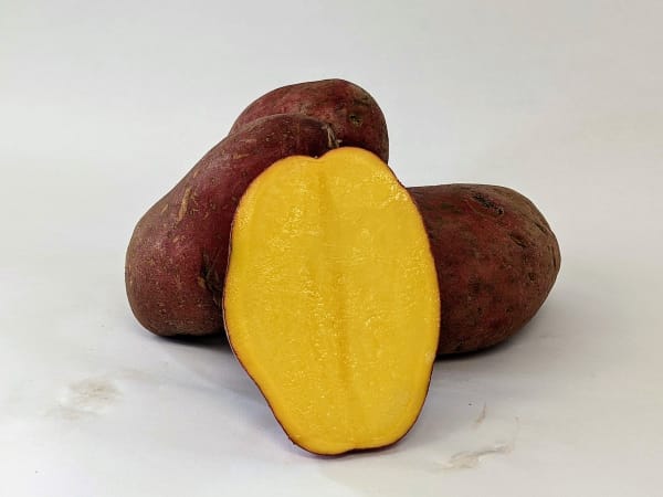 Baltic Rose PVP 2 lbs