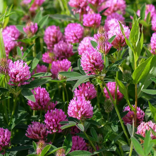 Mammoth Red Clover