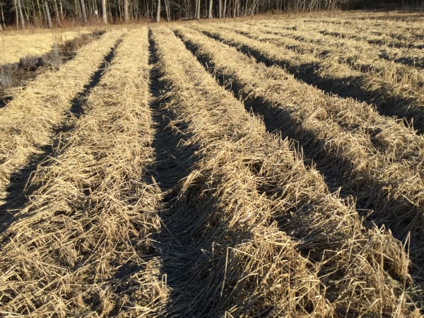 Northern Growers’ Winterkill Mix