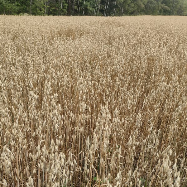Hulless Oats