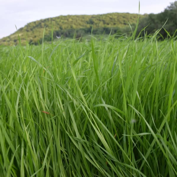 Annual Ryegrass