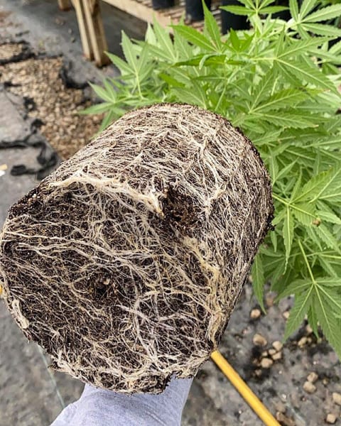 Dirtcraft Peat-Free Critical Mass Supersoil