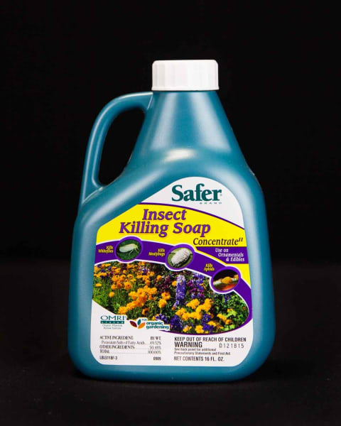 Safer® Insect Killing Soap Commercial Concentrate II