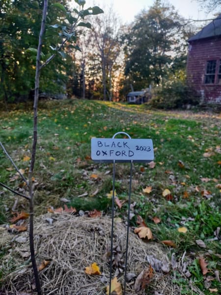 36" Tall Tree ID Plates
