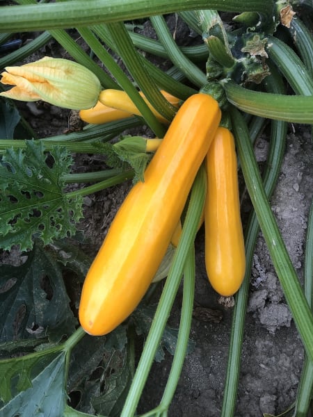 Golden Rod