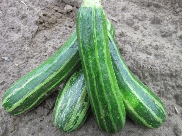 Cocozelle