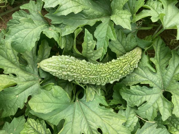 Bitter Melon