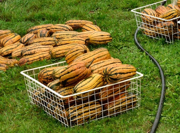 Candystick Dessert Delicata