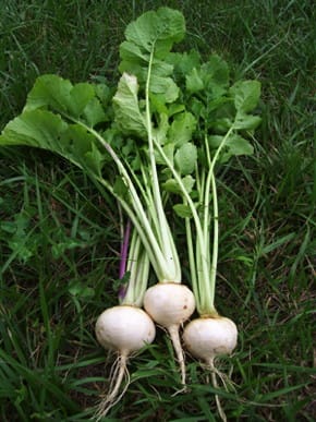 White Egg