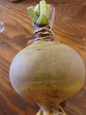 Laurentian Rutabaga