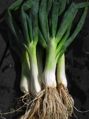 Evergreen Hardy White