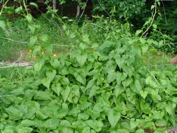 Caucasian Mountain Spinach