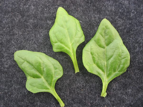 New Zealand Spinach