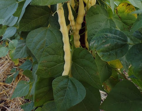 Grandma Nellie’s Mushroom Bean