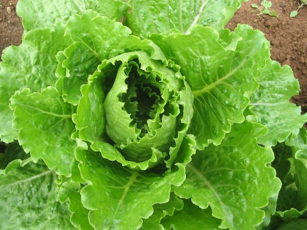 Crisp Mint
