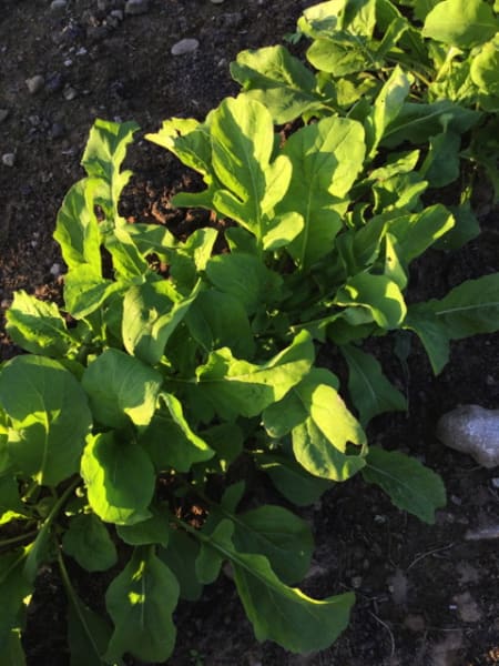 Arugula