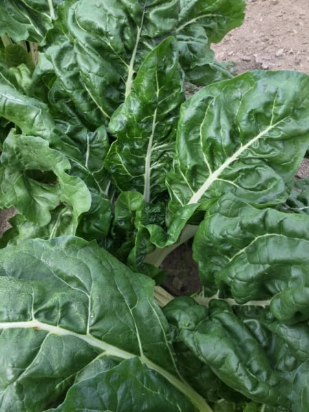 Argentata