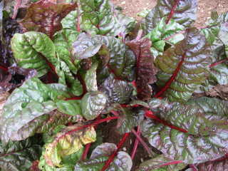 Red Rhubarb