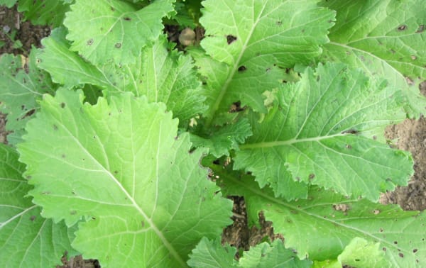 Even'Star Chinese Thick-Stem