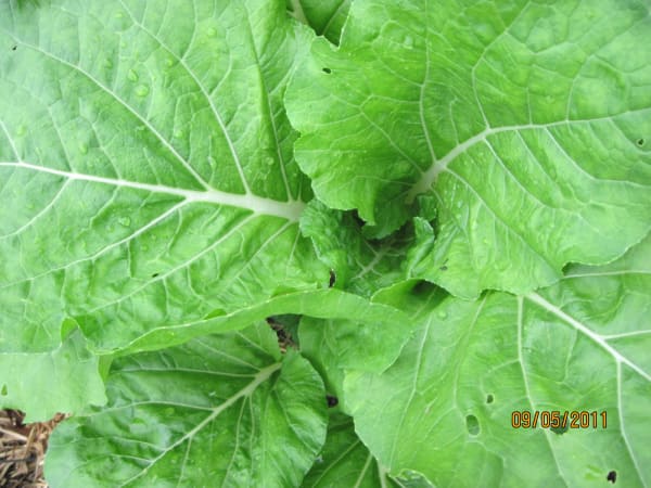 Prize Choy