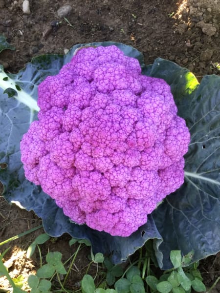 DePurple