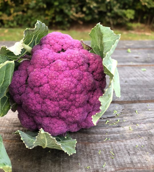 Purple Moon