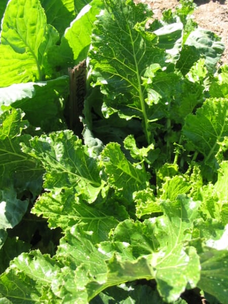 Cascade Glaze Greasy